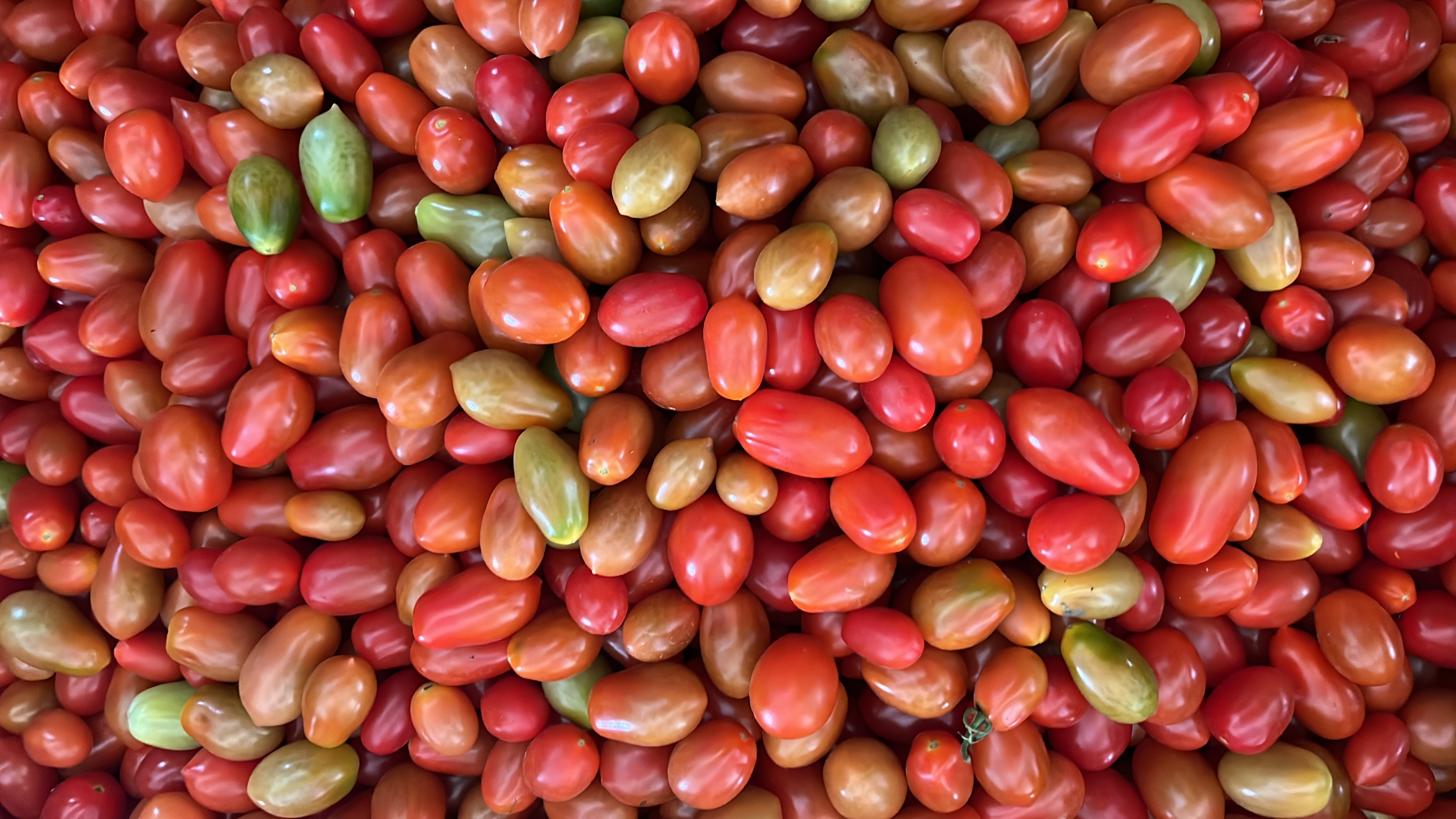 Foto de Tomate Cereja a Granel
